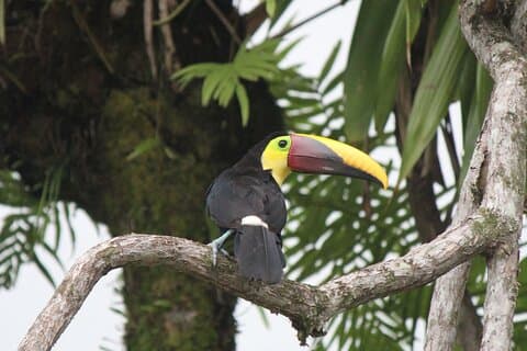 Fuglekigning Manuel Antonio (Esquipulas All included)