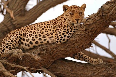 Tour di un'intera giornata a Moremi Safari da Maun
