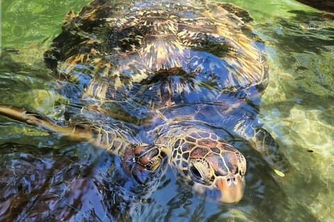 Private Tour Aquarium Nungwi og Kendwa-stranden med klar kajakk