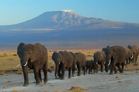 5days Tour Tsavo East & west, Amboseli from Mombasa
