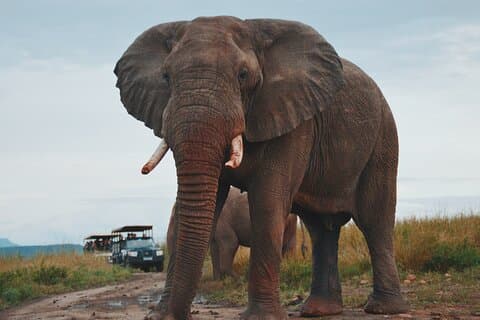 Ganztägige Hluhluwe-Umfolozi Park Safari Tour