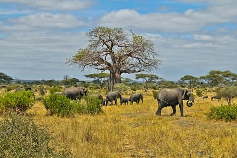 Safari di un'intera giornata Chobe e cena Boma da Victoria Falls