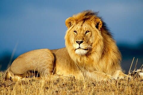 Safari Chobe d'une journée au départ de Livingstone