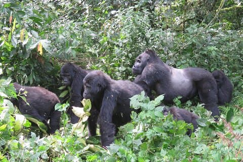 Safari de senderismo con gorilas de Uganda de 2 días con guía