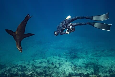 Ocean Seafari Swim with wildlife in SJC