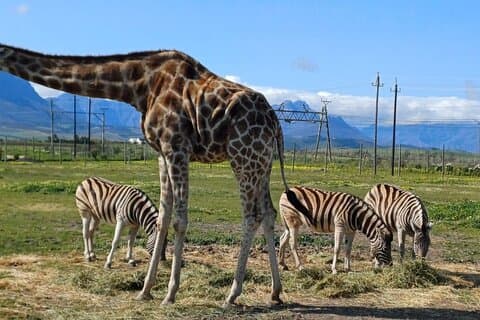 Rencontre de girafes et sensibilisation au guépard avec dégustation de vin