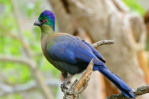 Tour di birdwatching di St. Lucia da Durban