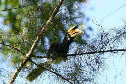 Restauranter i nærheten av JungleWalla Langkawi Birdwatching Tour