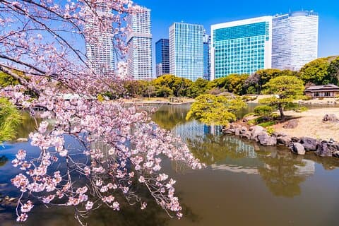 Hama-rikyu Gardens Walking Tour mit Matcha & Japanischen Süßigkeiten
