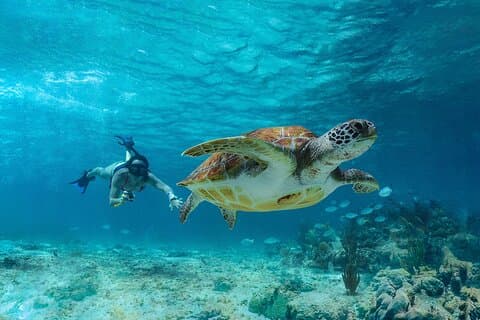 Tulum, Schnorcheln mit Meeresschildkröten, Cenote und Mittagessen am Strand