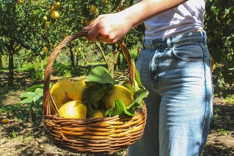 Privat rätt med färsk pasta och limoncello i en citronlund