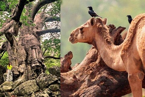 Salalah Mountain Safari Tour 1 (Hel dagstur)