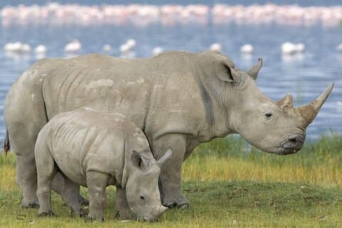Halve dag Safari Tala Game Reserve en Natal Park vanuit Durban
