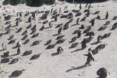 Cape of Good Hope and Penguins Full Day Tour from Cape Town