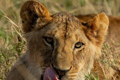 1 Night 2 Days Mikumi National Park from Dar es Salaam