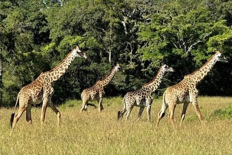 3 Day Safari Adventure from Dar es Salaam to Mikumi National Park