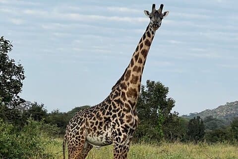 タンザニアのプライベート6日間サファリでビッグ5を目撃