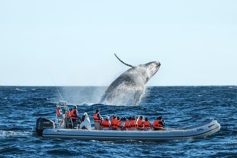 Walvissen spotten, de beroemde boog en snelle boottocht in Los Cabos