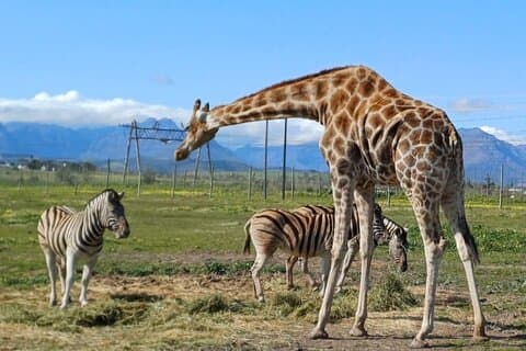 Giraffe House och Cheetah Outreach med vin privat rundtur