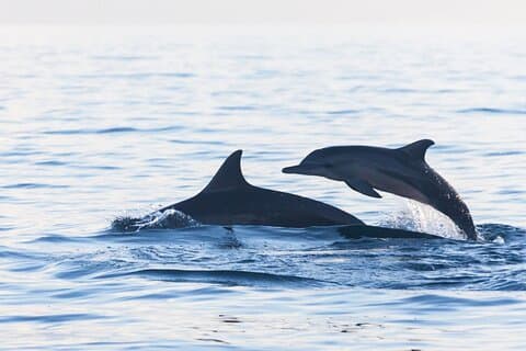 Lovina beobachtet Schwimmen mit Delfinen und Schnorcheln