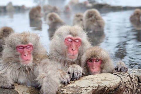 From Tokyo: Private Day Trip to Snow Monkey & Zenkoji