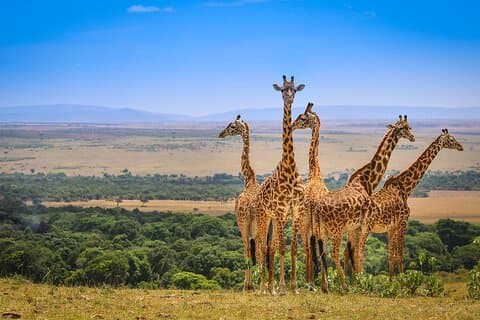 Halvdagstur Nairobi nationalpark med 4 * 4-fordon