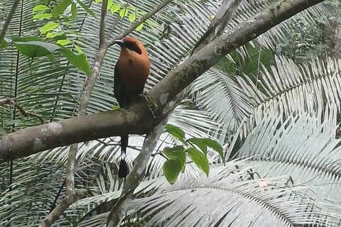 Observação de pássaros no Rainforest Discovery Center