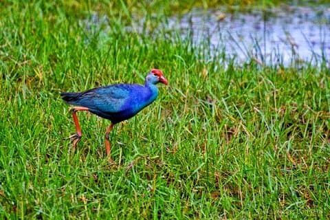 Half Day Tour to Muthurajawela, Lagoon, Dutch Canal and Mangroves