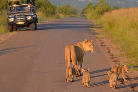 6 Hour Pilanesberg National Park Safari