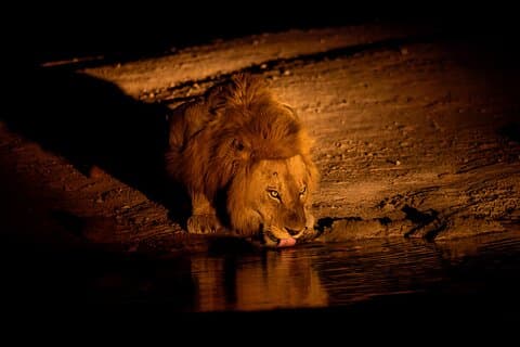 Aften Pilanesberg Night Safari Tour fra Sun City