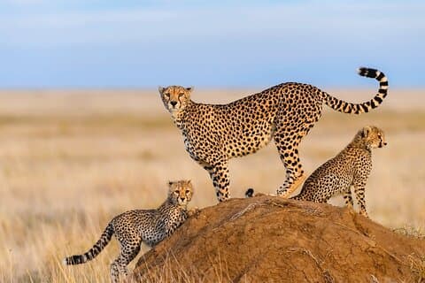 Tanzania Private 7 Day Safari Tour