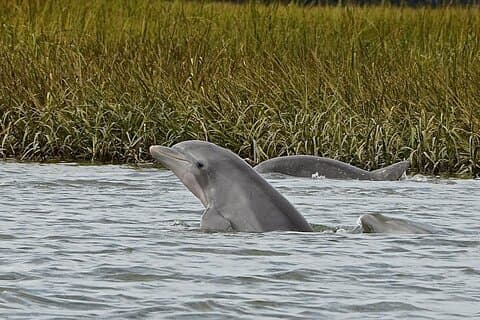 Hilton Head Outback-Boots- und Kajak-Abenteuer