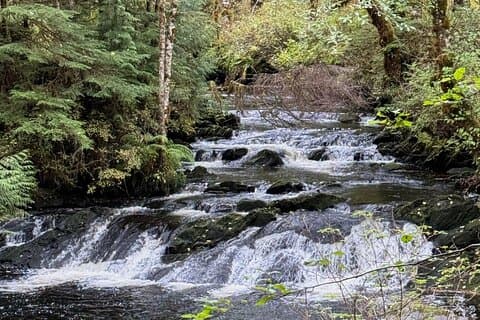 Small-Group Rainforest Hiking Adventure- Ketchikan Excursion