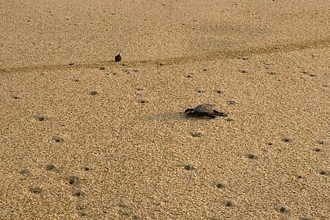 Private Baby Sea Turtle Release Huatulco HT