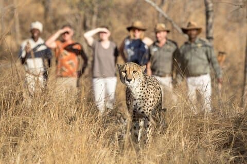 2-tägige private Luxus-Addo-Elefanten- und Bergzebra-Park-Safari