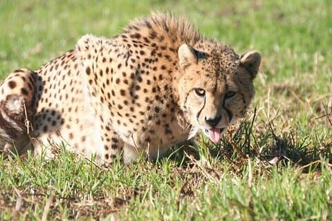 Cheetah møter løvepark, tiger, leopard og vinsmaking