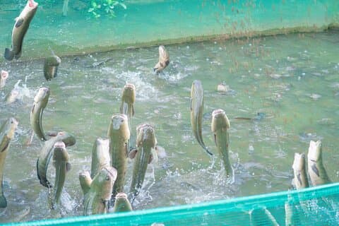 メコンデルタディスカバリー4日間サイクリングツアー