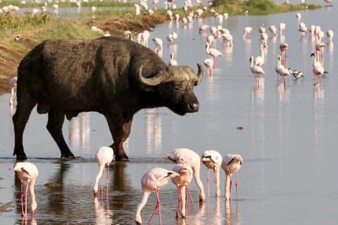 Safaris em grupo de 6 dias para Masai Mara, Lago Nakuru e Amboseli Park