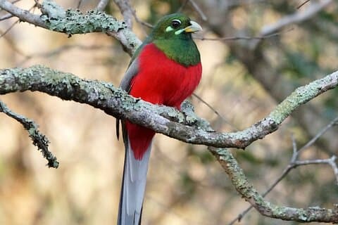 Durban Birdwatching tur
