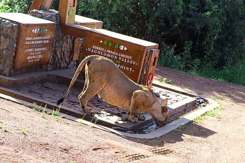 Safari privato del Parco Nazionale di Nairobi in jeep 4X4 Landcruiser