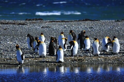 King Penguin & Tierra del Fuego Tour
