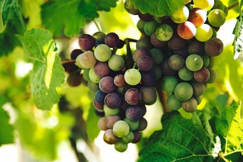 Ruta del vino por la región de Lisboa: Mafra y Ericeira + Recogida en el hotel
