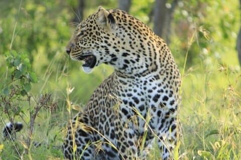 Safari en petit groupe Maasai Mara de 3 jours en jeep 4 x 4 Land Cruiser