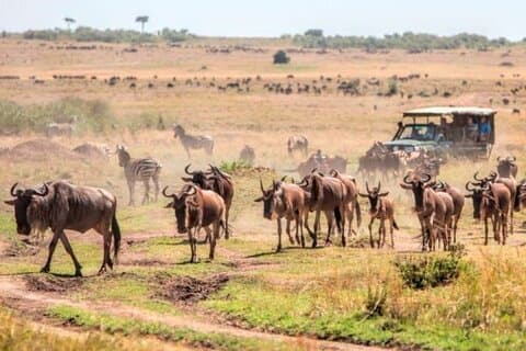 3 Tage, 2 Nächte Maasai Mara Private Safari - 4 x 4 Safari Jeep