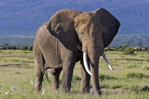 2 Giorni, 1 notte safari privato al Parco Nazionale di Amboseli