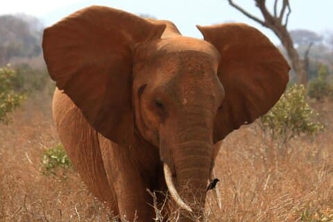 3 dagen & 2 nachten Safari naar Tsavo East National Park vanuit Mombasa