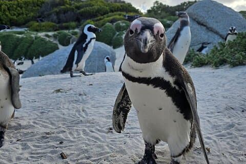 Boulders Penguins i Cape Town fuld dagstur