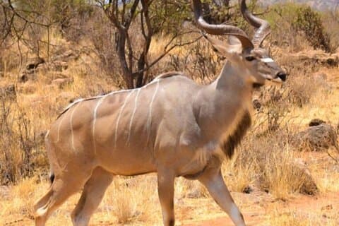 3 dagar Samburu National Reserve Privat Safari från Nairobi