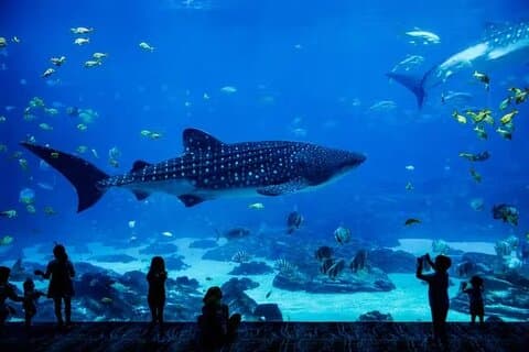 National Aquarium Abu Dhabi Entry Ticket