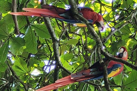 Visite de la ville de Liberia - Sanctuaire animalier - Cascade